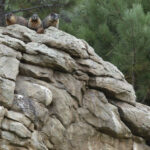 Marmots sitting on rocks at Evergreen Golf Course in Colorado