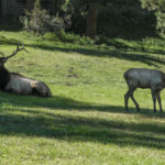 Two elk resting in the shade at Evergreen Golf Course